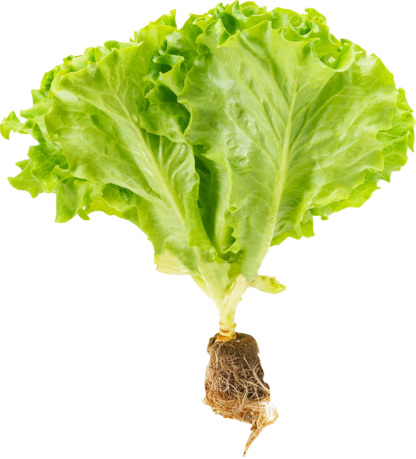 Locarno Lettuce 100 grams