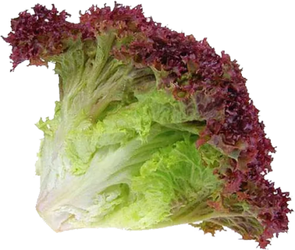 Lollorosso Lettuce 100 grams