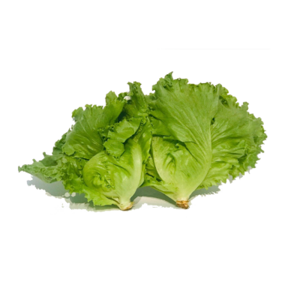 Batavia Lettuce 100 grams