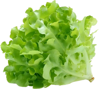 Green Oak Lettuce 100 grams