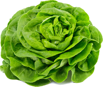 Butterhead Lettuce 100 grams