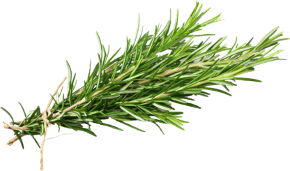 Fresh Rosemary 50 grams