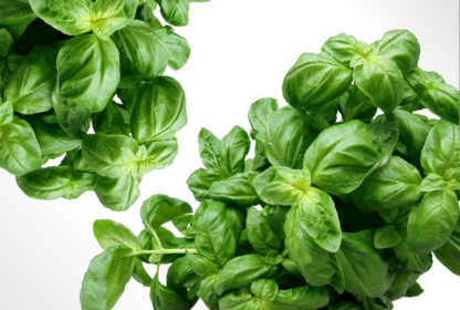 Fresh Basil 100 grams