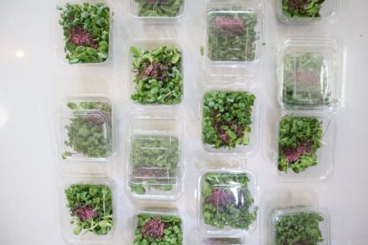 Microgreens Mix Box (30 grams)