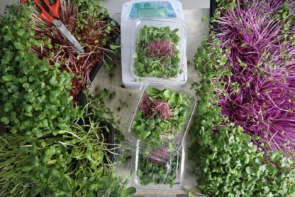 Microgreens Mix Box (30 grams) - Image 7